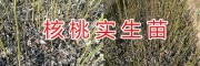 大理優(yōu)質漾濞核桃種苗銷售-漾濞新星園藝【原著山貨】