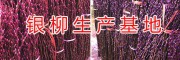 銀柳批發(fā)種植基地-/重慶銀柳供應商