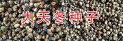 云南新鮮天門冬種子銷售-昆明活達(dá)中藥材種植合作社