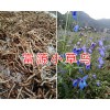 曲靖小草烏供應(yīng)商-優(yōu)質(zhì)草烏干貨銷售&云南小草烏供應(yīng)