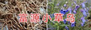 云南小草烏鮮貨&小草烏價(jià)格多少錢一斤-富源縣草烏合作社