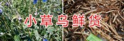 草烏鮮貨加工*曲靖小草烏干貨-富源草烏種植