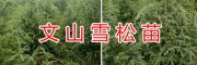 文山雪松苗一棵多少錢？文山黃李子苗、蘋果苗價(jià)格信息