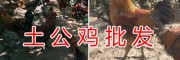 放養土公雞/昆明生態土公雞出售-土公雞批發價格