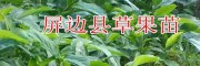 1年生草果苗規(guī)格&紅河草果苗供應商/草果苗交易