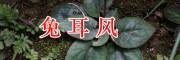 云南兔耳風(fēng)銷售，祿勸夜交藤、土荊芥首烏藥材批發(fā)