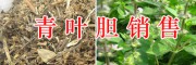 昆明青葉膽多少錢？千里光價格-半夏、首烏收購