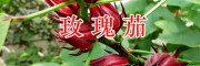 昆明洛神花（玫瑰茄）大貨批發(fā)#功勞木&金櫻根&當(dāng)歸銷(xiāo)售