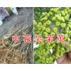 云南中花吳茱萸*茱萸苗一棵的價格/吳茱萸苗栽培技術