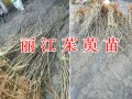 哪里能批發高產吳茱萸苗？云南麗江茱萸栽培基地