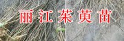 出售2萬棵吳茱萸苗-提供種植技術，麗江吳茱萸育苗