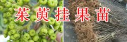 吳茱萸種子/15368086541*云南掛果吳茱萸苗批發