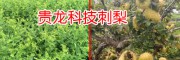 金刺梨多少錢(qián)一斤_新貴龍科技金刺梨種苗銷(xiāo)售商