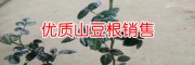 北山豆根圖片&貴州山豆根供應(yīng)商