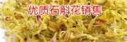 鐵皮石斛市場價(jià)格_ 鐵皮石斛花價(jià)格_ 鐵皮石斛花批發(fā)