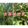 古茶樹價格、百年古茶樹/古茶樹開發(fā)項目合作