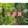 百年古茶樹收購項目-云南古樹茶招商合作