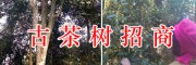 百年古茶樹收購項目-*古樹茶開發(fā)合作