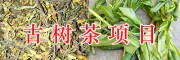 云南古樹茶生產項目：千畝古茶樹、百畝大樹茶