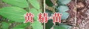 黃精種苗價格-紅河個舊黃精苗-云南黃精高產(chǎn)栽培技術(shù)