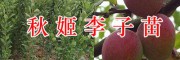 秋姬李子苗基地/紅河秋姬李苗批發-云南秋姬李果苗