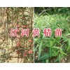 個(gè)舊黃精小苗批發(fā)—提供種植黃精的方法400-6633-626