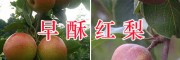 紅河早酥紅梨供應商-個舊農(nóng)業(yè)發(fā)展有限公司