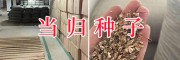 優質云當歸種子/大理當歸種子現貨-云南藥材種子信息