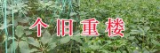 個(gè)舊3年生滇重樓苗-個(gè)舊農(nóng)業(yè)發(fā)展有限公司