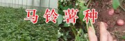 昆明洋芋批發(fā)供應-尋甸馬鈴薯基地