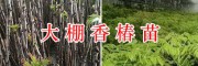 香椿樹苗價格&云南香椿苗批發/13577804428