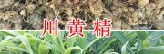 滇黃精種莖銷(xiāo)售&川黃精種莖種植，可簽合同回收