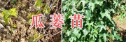 云南瓜蔞（天花粉種植基地）*出售15萬(wàn)棵瓜蔞苗