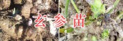 玄參種苗供應【400-6633-626】保山玄參苗產(chǎn)地