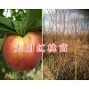 2018大理新品種桃苗：太陽紅桃苗&優質鷹嘴桃苗-德國桃李苗