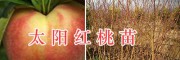 太陽紅桃苗-大理優質桃樹苗&太陽紅桃苗批發