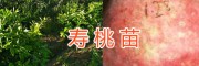 銷售中華壽桃樹苗&云南壽桃苗供應/大理桃園