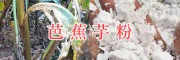 云南芭蕉芋收購價(jià)格公司：芭蕉芋新粉出售