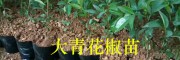 云南花椒苗栽培：大青花椒苗繁育技術(shù)-購苗技術(shù)指導