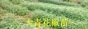 昭通青花椒批發商：彝良大青花椒（花椒苗）銷售