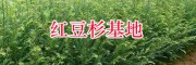 紅豆杉種植苗圃-昆明雪松苗批發基地