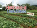 黃草烏_云南草烏多少錢一斤_ 劍川潤滇中藥材種植有限公司