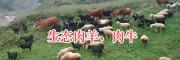 昭覺肉羊肉牛養(yǎng)殖—涼山半細(xì)毛羊肉、黑山羊肉銷售