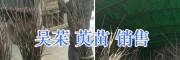 吳茱萸苗怎么種植？-麗江吳茱種植技術(shù)/15368086541