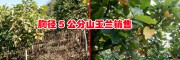 胸徑5公分山玉蘭哪里有銷(xiāo)售