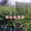 哪有紅豆杉苗？云南保山栽培紅豆杉苗-規格多