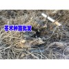 蒼術多少錢一斤?蒼術價格行情_2019蒼術價格網(wǎng)