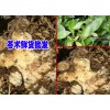 云南蒼術高度技術資料大全&蒼術價格是多少錢一斤？