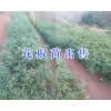 昭通哪的花椒苗好#魯?shù)榛ń贩N植基地_云南花椒苗價格