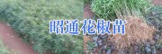 青花椒苗上市時間-云南魯甸縣青花椒苗-花椒基地